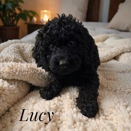 Lucy - Phantom female Goldendoodle puppy in Warrensburg, Missouri from Supreme Doodles