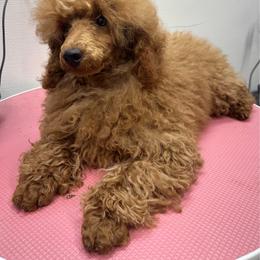Sully - Poodle