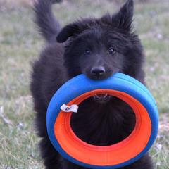 Belgian Sheepdog Puppies from Renee's Belgian Sheepdogs