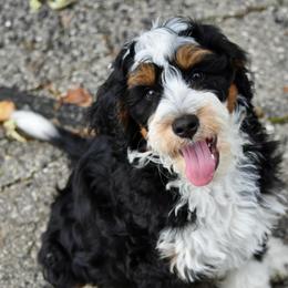 Black boy - Tri-color male Bernedoodle puppy in Waukesha, Wisconsin from Bernedoodle Boutique (and Cavapoos)
