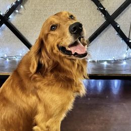 Golden Retrievers from Goldens