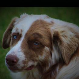 Rip - Australian Shepherd