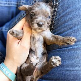 Journey - Merle female Cavapoo puppy in Battle Lake, Minnesota from Panda Puppies