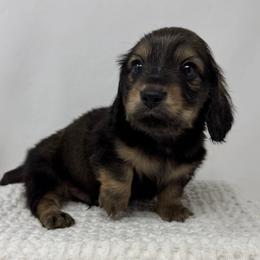 Ozzy - Cream male Dachshund puppy in Pulaski, Tennessee from Billboard Doxies