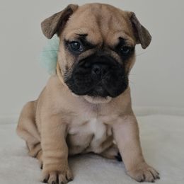 Maizy - Fawn and white female French Bulldog puppy in Utah from Perfect Fit Frenchies