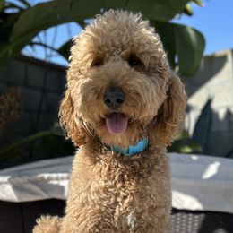 Teddy - Goldendoodle