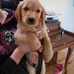 Black - Dark golden male Golden Retriever puppy in Merino, Colorado from High Plains Goldens