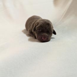 Dilute Retriever and Labrador Retriever Puppies from LC Hunting Labs, LLC.