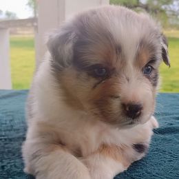 Dakota - Blue merle Australian Shepherd puppy in Wewoka, Oklahoma from OutBack Aussie OutLaws