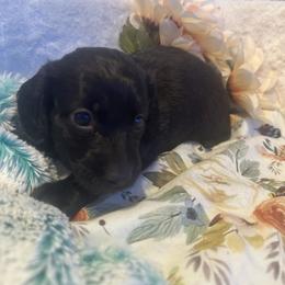 Midnight - Black male Dachshund puppy in Saint Peter, Illinois from Ashton’s Doxies of Southern IL