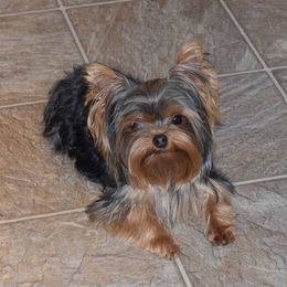 Sissy - Yorkshire Terrier