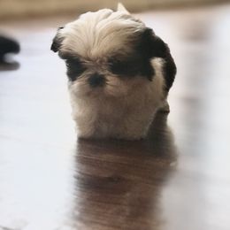 Shih Tzu Puppies from Willow Lane Shih Tzus