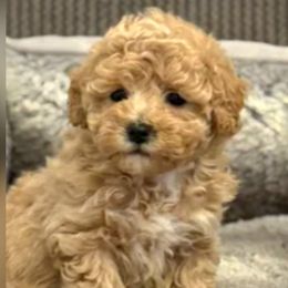 Maltipoo puppies from IDREAMOFPUPPIES