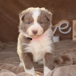 Yellow Collar - Lilac female Border Collie puppy in Courtland, Alabama from C Bar C Ranch Border Collies