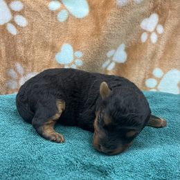 Ruger - Black and tan male Welsh Terrier puppy in West Plains, Missouri from Sycamore Ridge Puppies