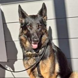 Rona - German Shepherd