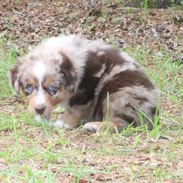 June-Bug - Red merle male Australian Shepherd puppy in Macon, Georgia from Shaina’s Shepherds