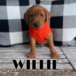 Willie - Yellow male Labrador Retriever puppy in Puyallup, Washington from 12 Door Farm Labradors