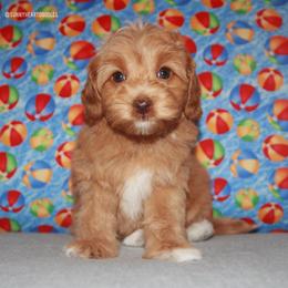 Poppy - Caramel female Australian Labradoodle puppy in Hackettstown, New Jersey from Sunny Heart Doodles