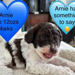 Arnie - Brown male Poodle puppy in Mineral Wells, Texas from S.H.A.R.P.’s Toy Poodles