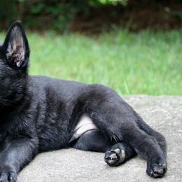 Black male 1 - Black male German Shepherd puppy in Cumming, Georgia from Cainedelup
