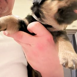 Yellow girl - Black and mahogany female Rottweiler puppy in Colorado Springs, Colorado from Von Locher Rotties