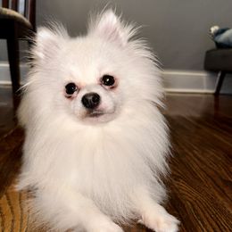 Givenchy - Pomeranian