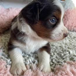 Miniature Australian Shepherds from 509 Aussies