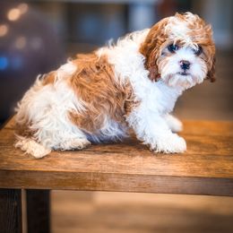 Cavapoo, Cavapoochon, and Companion Cross Puppies from Habibi Bears