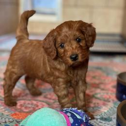Dodge - Red  male Goldendoodle puppy in Wharton, Texas from Little Fur Friends
