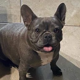 French Bulldogs and Pembroke Welsh Corgis from M Day Puppies