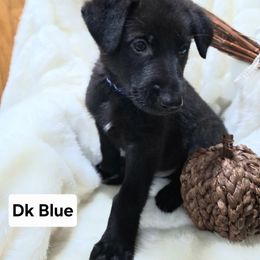 Boy 6 - Black male German Shepherd puppy in Richland, Pennsylvania from Moonlight Shepherds