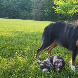 Tilly - Australian Shepherd