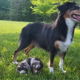 Tilly - Australian Shepherd