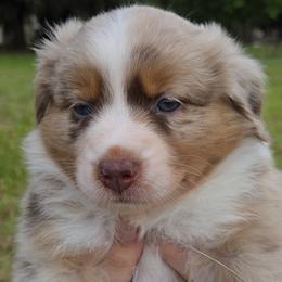 Luna - Red merle female Australian Shepherd puppy in Davenport, Florida from Polkaussies