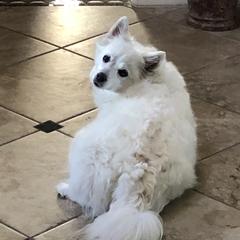 American Eskimo Dogs from Colleen’s Eskimos