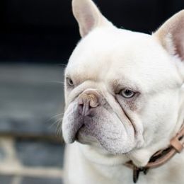 French Bulldogs from Antietam Creek French Bulldogs