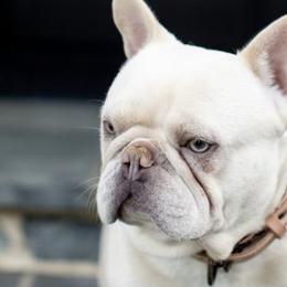 French Bulldogs from Antietam Creek French Bulldogs