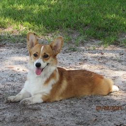Nala - Pembroke Welsh Corgi