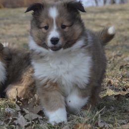 Shetland Sheepdog Puppies from Sunny Shelties