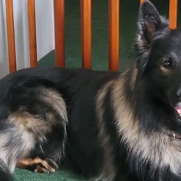 German Shepherds and Russell Terriers from EEK Ranch Puppies