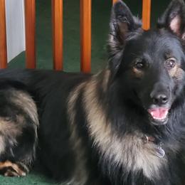 German Shepherds and Russell Terriers from EEK Ranch Puppies