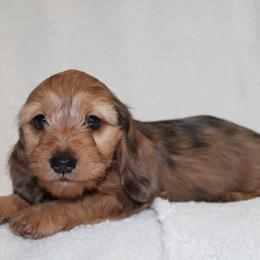Lucille (SILKY) - Dapple female Dachshund puppy in Fairfax, Iowa from Grayson’s Lovable Dachshunds