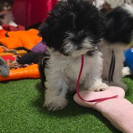 Girl One pink collar - Black and white female Shih Tzu puppy in New Bern, North Carolina from Kuddly Creatures