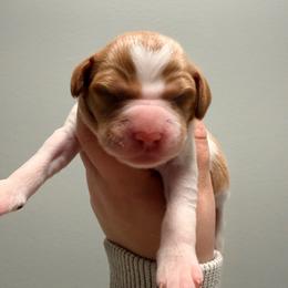 Roger - White and orange male Brittany puppy in Prospect, Virginia from Sandridge Brittanys