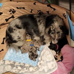 Australian Shepherd and Miniature Australian Shepherd Puppies from Cara Harker