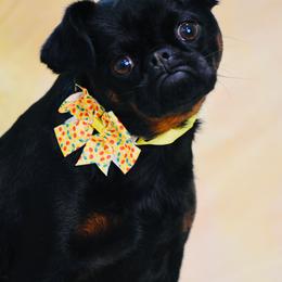 Brussels Griffon Puppies from Little Griffons