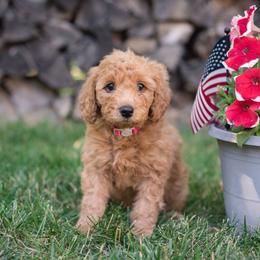 Australian Labradoodle Puppies from Forever Friends Labradoodles