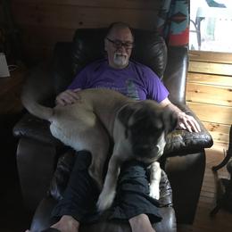 Mastiff Puppies from Celtic's Mastiffs