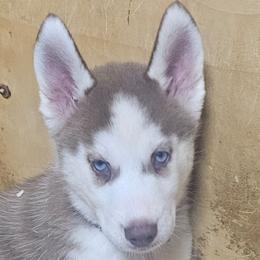 Vanila - Brown and white female Siberian Husky puppy in Springfield, Massachusetts from 16acreshuskies